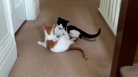 Epic Cat Fight