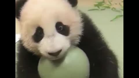 Lovely giant panda