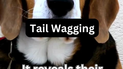 Tail Wagging