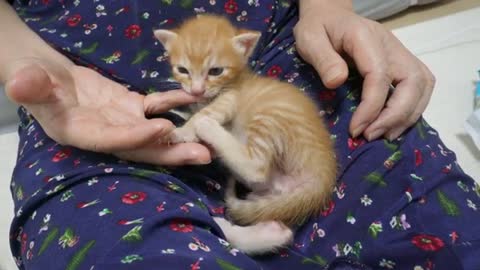 The rescued kitten very angry about not feeding food!