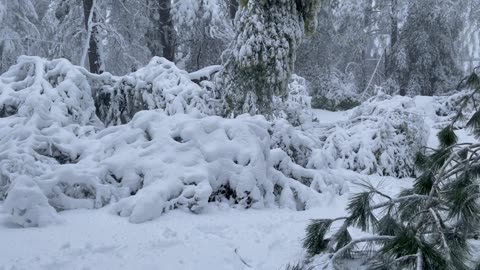 LandCruiser Snow Damage 2/24/23 Napa County, CA