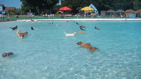 DOG POOL DAY Great Waves Waterpark Alexandria Virginia VIRAL VIDEO