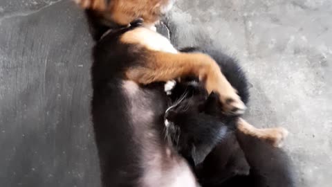 Dog And Babys cat