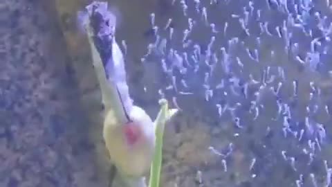 A seahorse gives birth in real-time!
