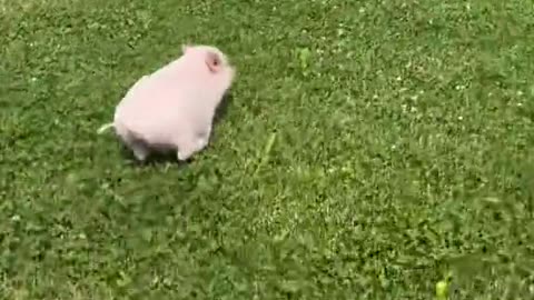 Minipig tries to escape interview