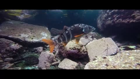 Diving with seal in deep ocean