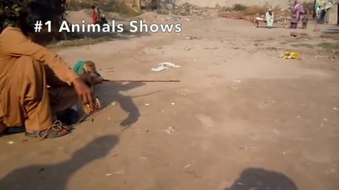 Funny Animal : Monkey Dance Video Just like Humans