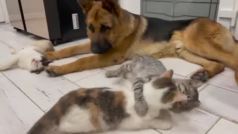 The German Shepherd is the Best Friend for Cats