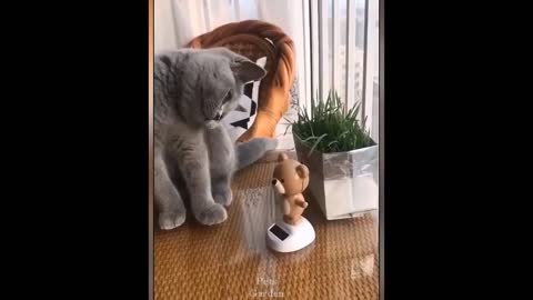 Best Funny Pet Videos Of The Month - Dogs 🐶 And Cats 😹 Doing Cute Things