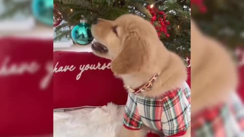 Cute Pappy playing with Christmas tree 🌲☃️|| Christmas special video..⛄🌲🦌