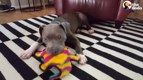 Starving pittie transforms into the Bounciest puppy & the dog pittie nation