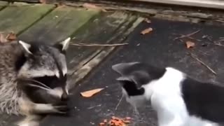 Raccoon and cat having dinner