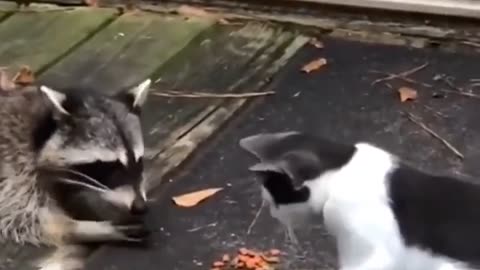 Raccoon and cat having dinner