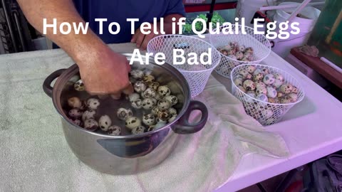 Title: How to Tell if a Quail Egg is Bad | Master the Float Test for Freshness