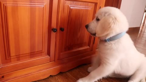 Cute Golden Retriever Puppy Bailey Nibbling Furniture
