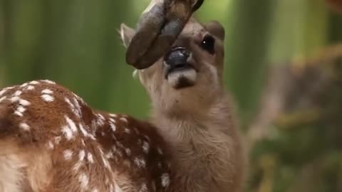 Animal cute deer 🦌 kids deers