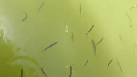 There are many small fish in this water