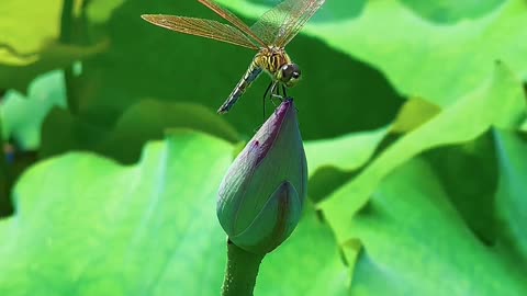 The dragonfly points the lotus leaf