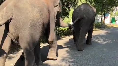 Elephants | human friends | love