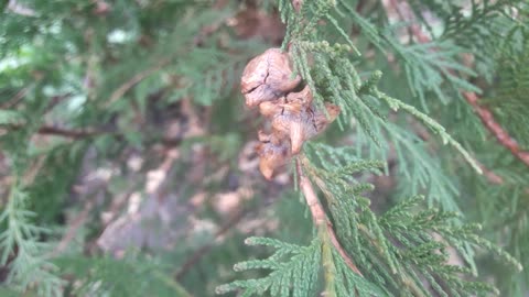 The cypress cones are ripe