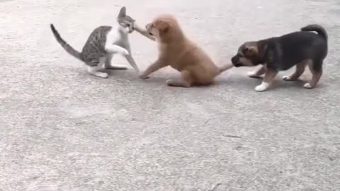 Cute 🥰🥰🥰 funny dogs and cat fighting 🤣🤣🤣🤣🤣