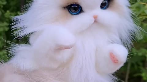 Cute Cat 🐱