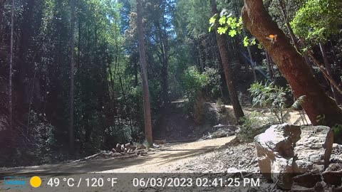 Massive ladybug invasion caught on trail cam