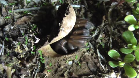 Trapdoor Spider Awakes And Hungry For Action