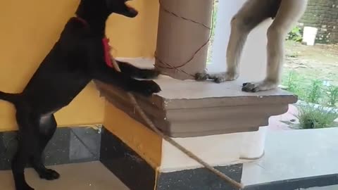 monkey and funny dog #funny#videos