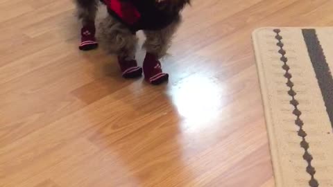 Dog wears socks for first time