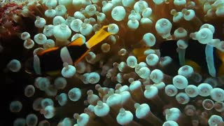 Coral Reef Fish Relaxing Music