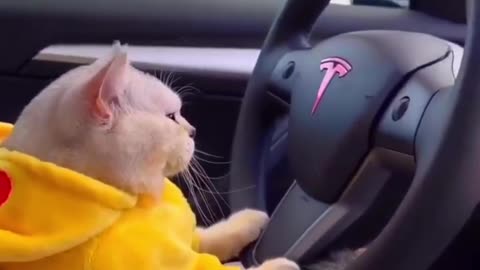 Cat Driving Car 😂😂