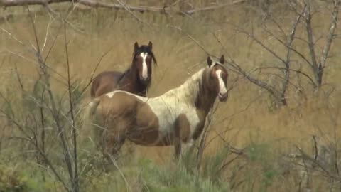 Wild Horses