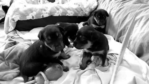 Working Kelpie Pea puppies alle vier