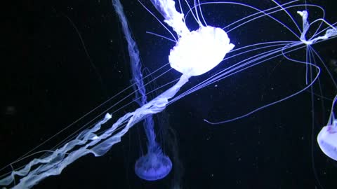 Jellyfish is an indescribable beauty