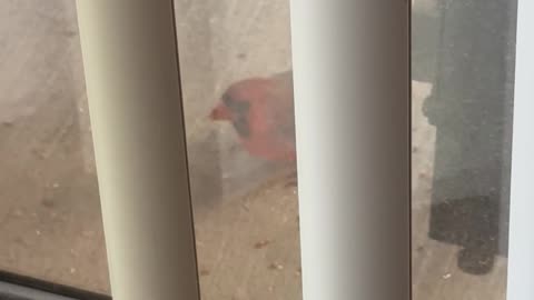 Cardinal cleaning up balcony