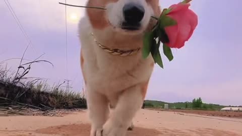 cute dog holding flowers