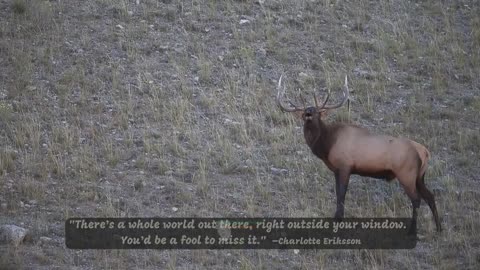 Bull Elk Bugling | Up Close & Personal | Yellowstone National Park 🦌