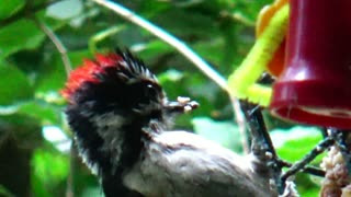 Downy Woodpecker