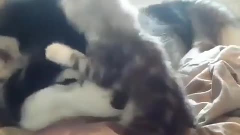 the kitten how to always bully the dog.