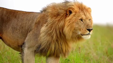 Living with Lions: An Intimate Look at the Family Life of Africa's Top Predators
