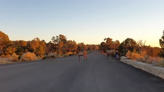 Wild Deer Crossing - Grand Canyon