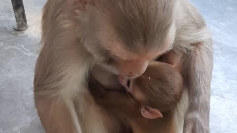 Baby monkey feeding milk