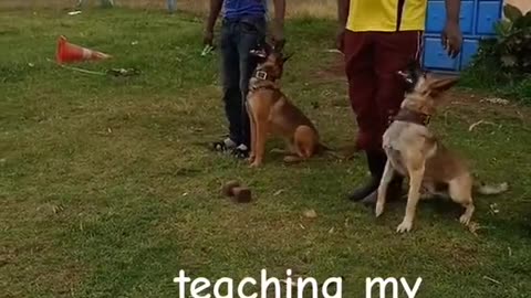 Dog Training