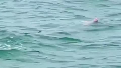 Have you ever seen a pink dolphin