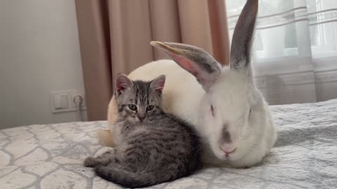 Kitten Sleeping with Rabbit [Cuteness Overload]