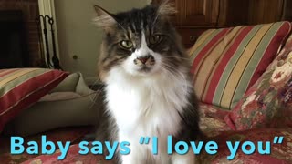 Talking cat: Cat says I Love You