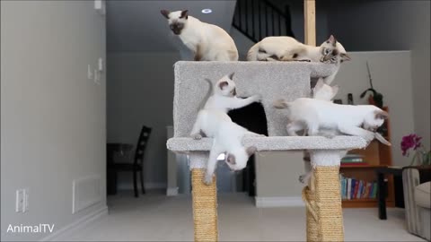 Cute Siamese kittens compilation