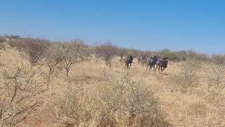 Wildebeest running wild