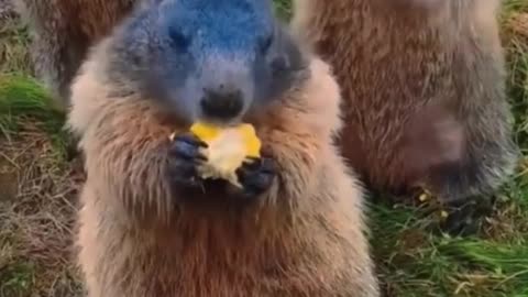 Have you ever seen a squirrel eat up close?